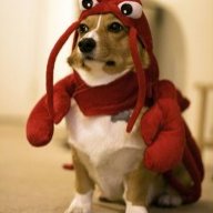 bulajunior
