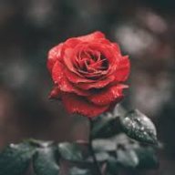 RedMystikFox