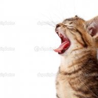 RoarKittensRoar
