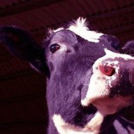 PurpleCow97