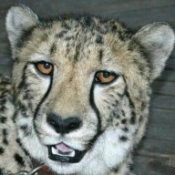 Cheetahkit