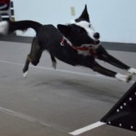 KamiCollie