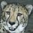 Cheetahkit